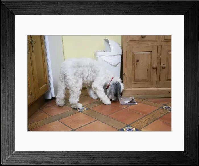 Framed Print : DOG - Dog scavenging from waste bin in the home Framed Print : DOG - Dog scavenging from waste bin in the home