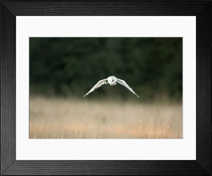 Framed Print : Bird - Barn owl flying. UK Framed Print : Bird - Barn owl flying. UK