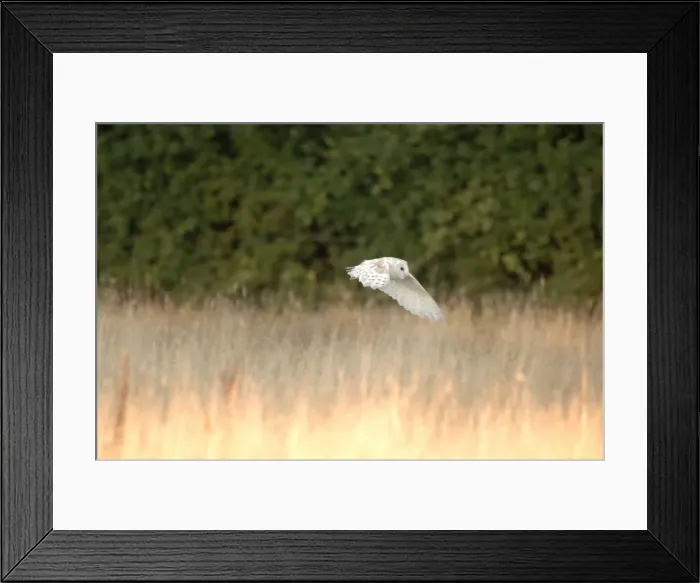 Framed Print : Bird - Barn owl flying. UK Framed Print : Bird - Barn owl flying. UK