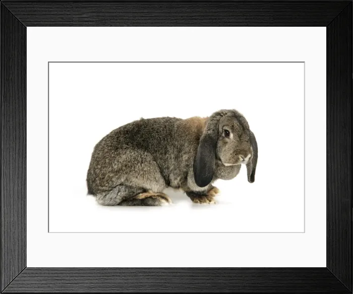Framed Print : French Lop Rabbit ( agouti ) Framed Print : French Lop Rabbit ( agouti )