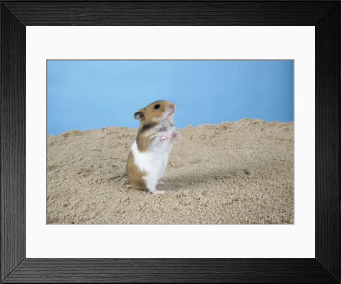 Framed Print : Hamster - Standing on hind legs Framed Print : Hamster - Standing on hind legs