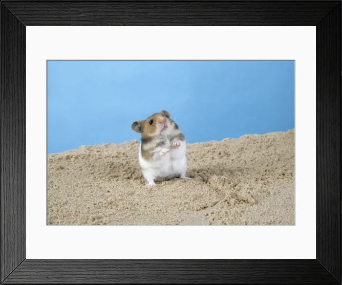 Framed Print : Hamster - Standing on hind legs Framed Print : Hamster - Standing on hind legs