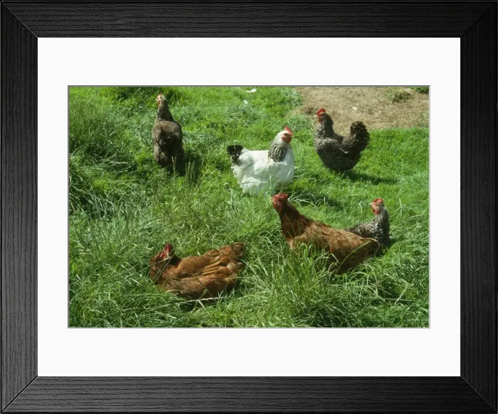 Framed Print : Free-range Chickens - Hens outside sunbathing Framed Print : Free-range Chickens - Hens outside sunbathing