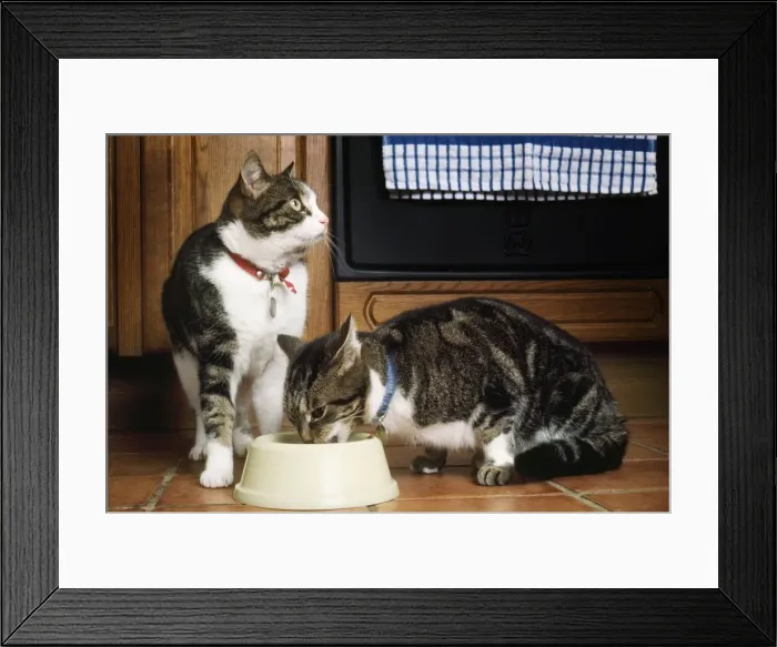 Framed Print : Cat - x2 eating Framed Print : Cat - x2 eating