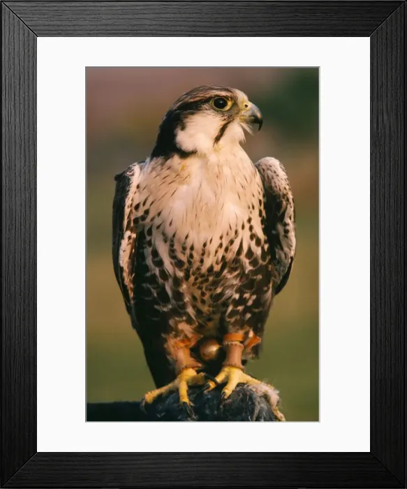 Framed Print : Lugger / Lagger Falcon Framed Print : Lugger / Lagger Falcon