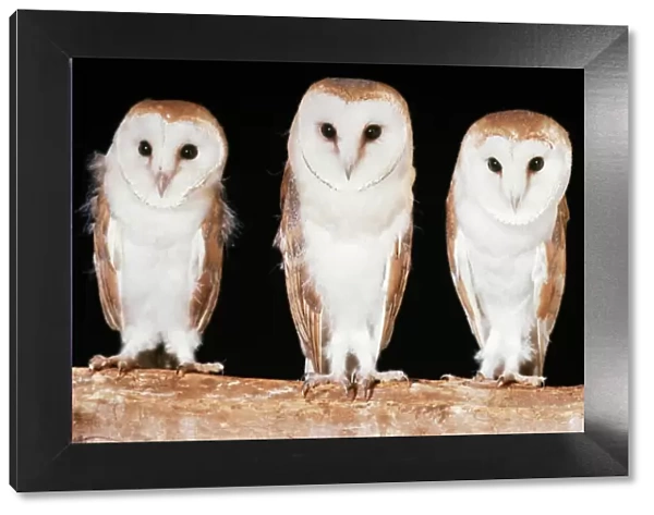 Barn Owls. JD-4584. BARN OWLS - x three in a line