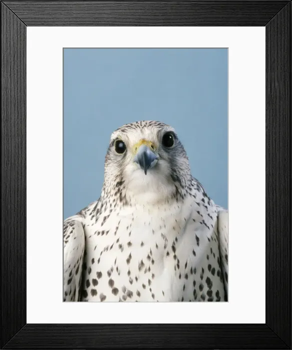 Framed Print : Saker Falcon - head shot Framed Print : Saker Falcon - head shot
