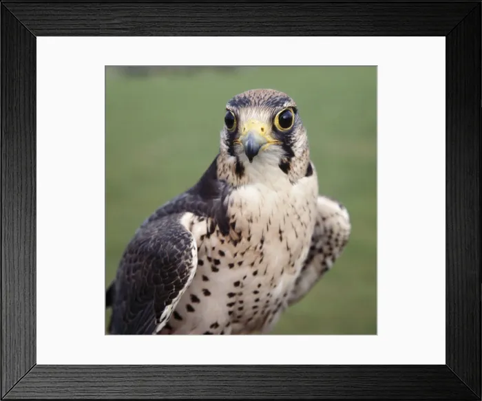 Framed Print : Lanner Falcon - head facing, both eyes visible Framed Print : Lanner Falcon - head facing, both eyes visible