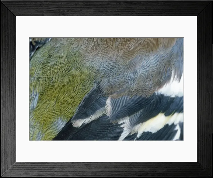 Framed Print : Chaffinch - male feathers Framed Print : Chaffinch - male feathers