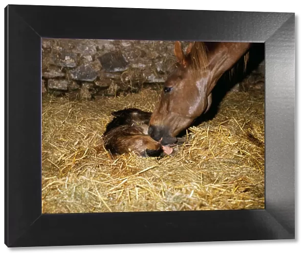 Horse - new born thoroughbred foal