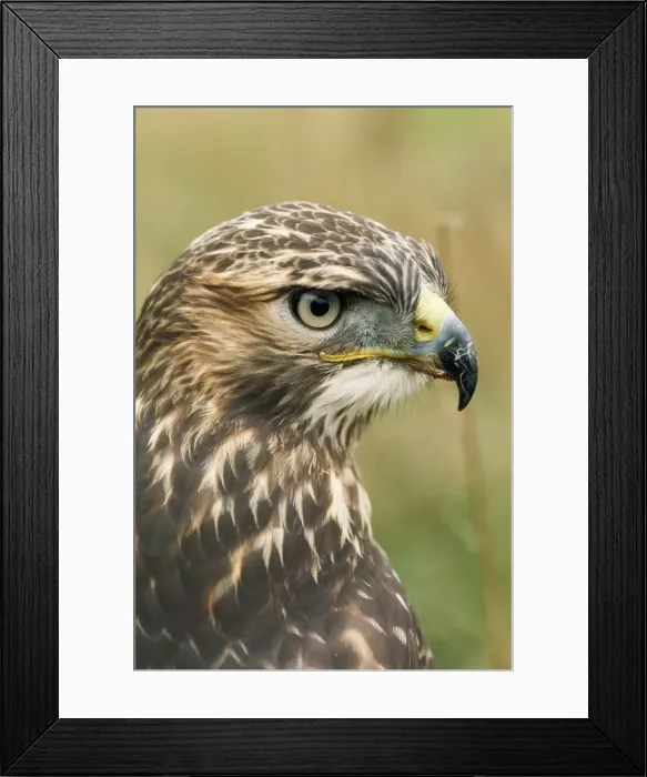 Framed Print : Red-tailed Hawk Framed Print : Red-tailed Hawk