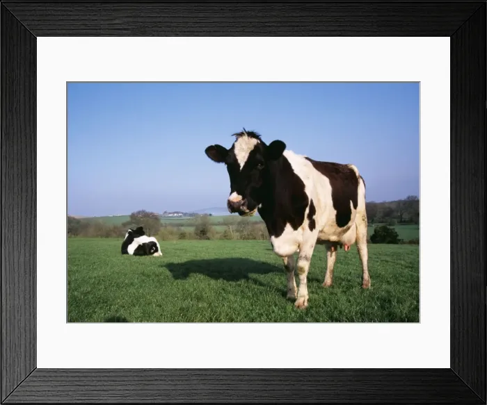 Framed Print : Freisian Cattle In field Framed Print : Freisian Cattle In field