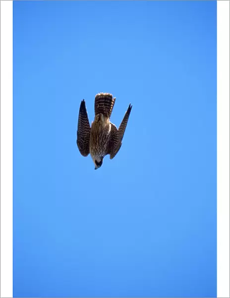 Peregrine Falcon - stooping