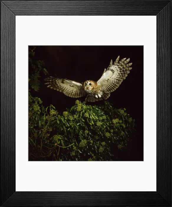 Framed Print : Tawny Owl - in flight Framed Print : Tawny Owl - in flight