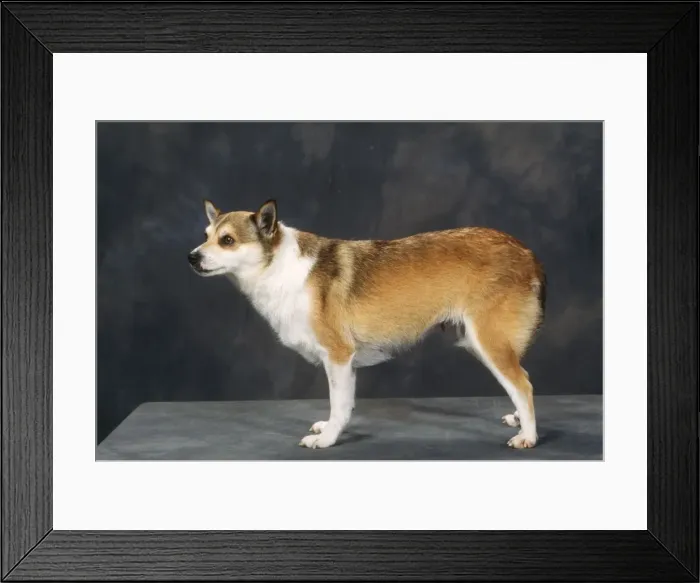 Framed Print : Norwegian Lundehund Dog Framed Print : Norwegian Lundehund Dog