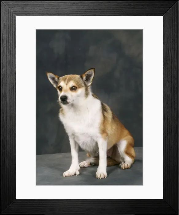 Framed Print : Norwegian Lundehund Dog Framed Print : Norwegian Lundehund Dog