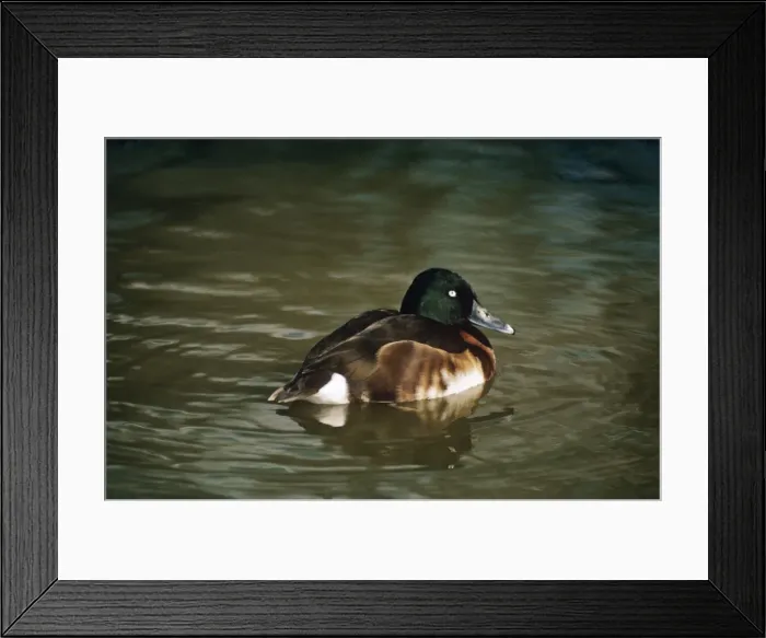 Framed Print : Baer's Pochard Duck Framed Print : Baer's Pochard Duck
