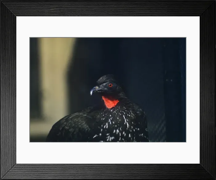 Framed Print : Highland Guan