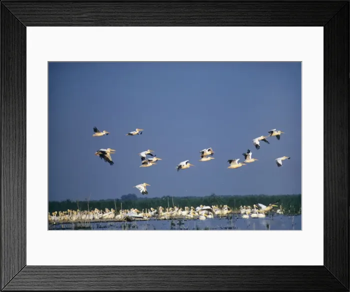Framed Print : White Pelican Danube Delta Europe Framed Print : White Pelican Danube Delta Europe