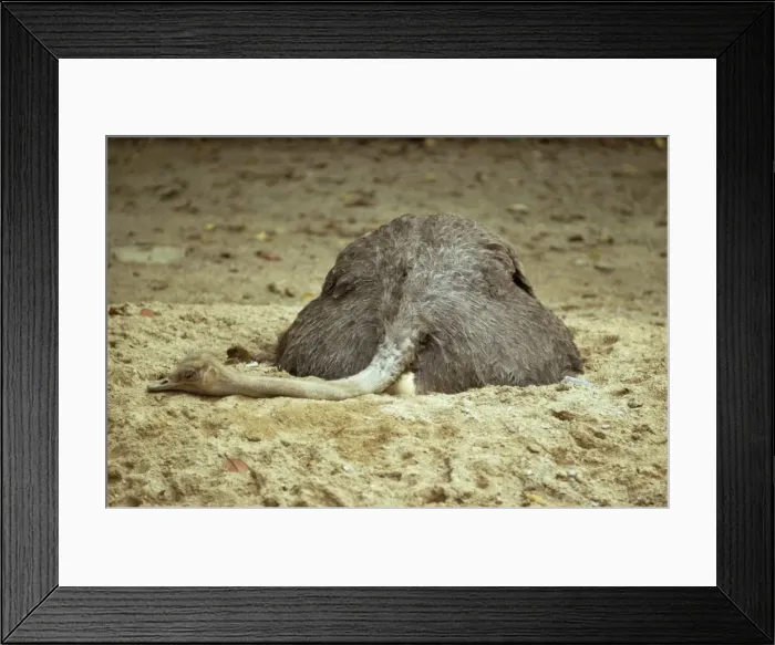Framed Print : Ostrich - on eggs Framed Print : Ostrich - on eggs