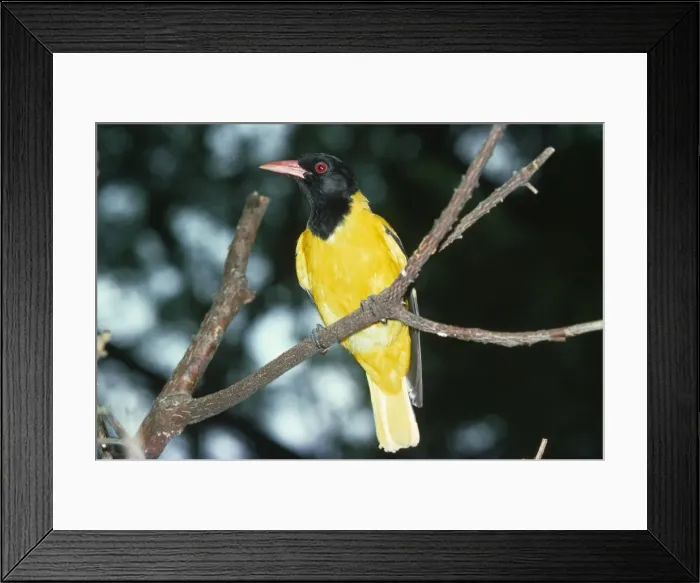 Framed Print : Black-haeded Oriole Framed Print : Black-haeded Oriole
