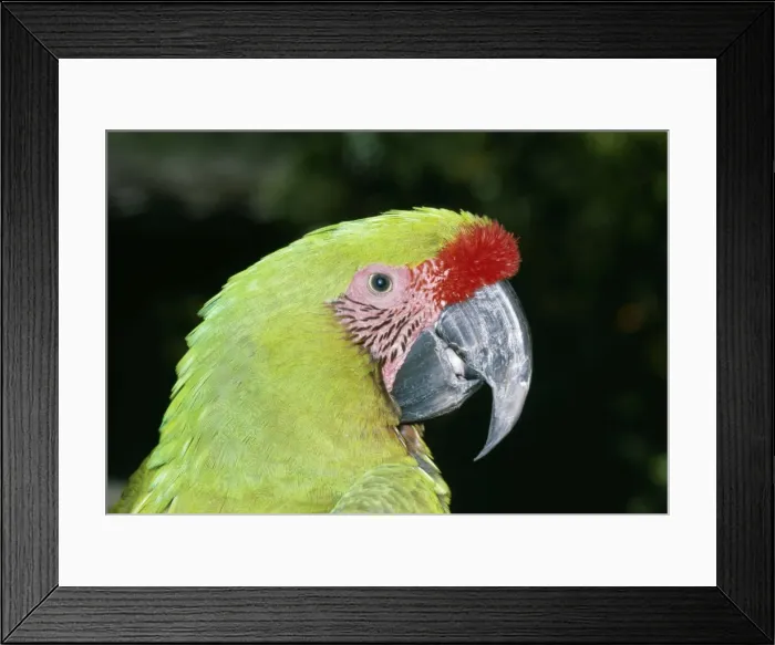Framed Print : Military Macaw Dist:Central America, Mexico to Argentina Framed Print : Military Macaw Dist:Central America, Mexico to Argentina