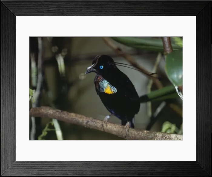 Framed Print : Parotia / 6-wired Bird of Paradise Papua New Guinea Framed Print : Parotia / 6-wired Bird of Paradise Papua New Guinea