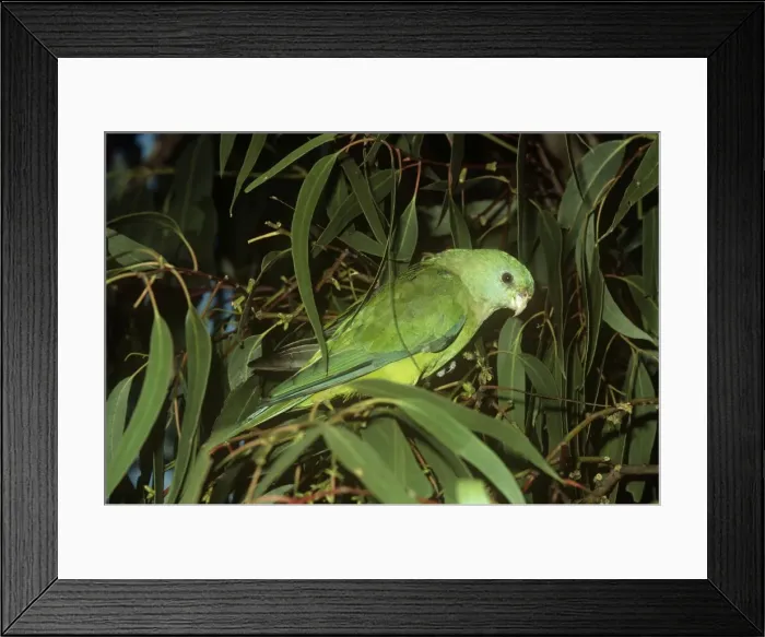 Framed Print : Red-rumped Parot - female Australia Framed Print : Red-rumped Parot - female Australia