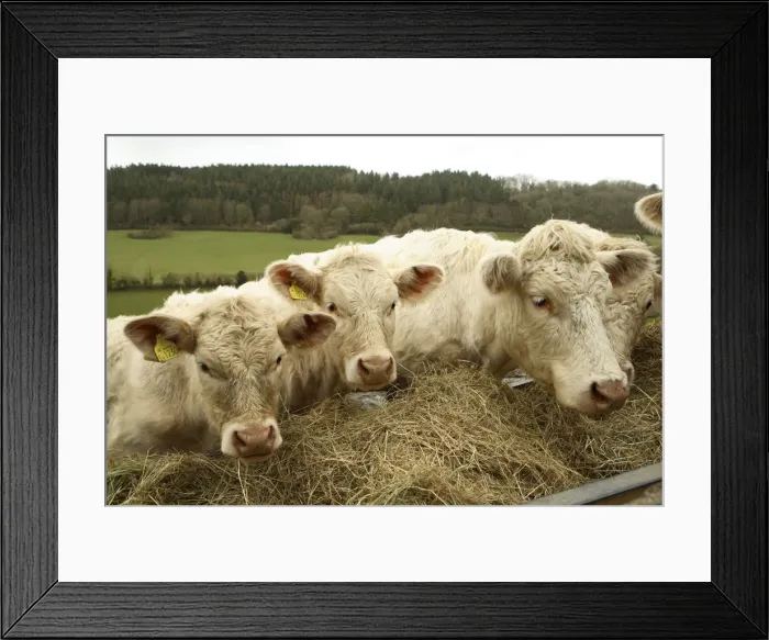 Framed Print : Charolais Cattle eating hay, Salcombe Regis, South Devon, England. Their slightly pink appearance comes from the iron rich red Devon soil upon which they live Framed Print : Charolais Cattle eating hay, Salcombe Regis, South Devon, England. Their slightly pink appearance comes from the iron rich red Devon soil upon which they live