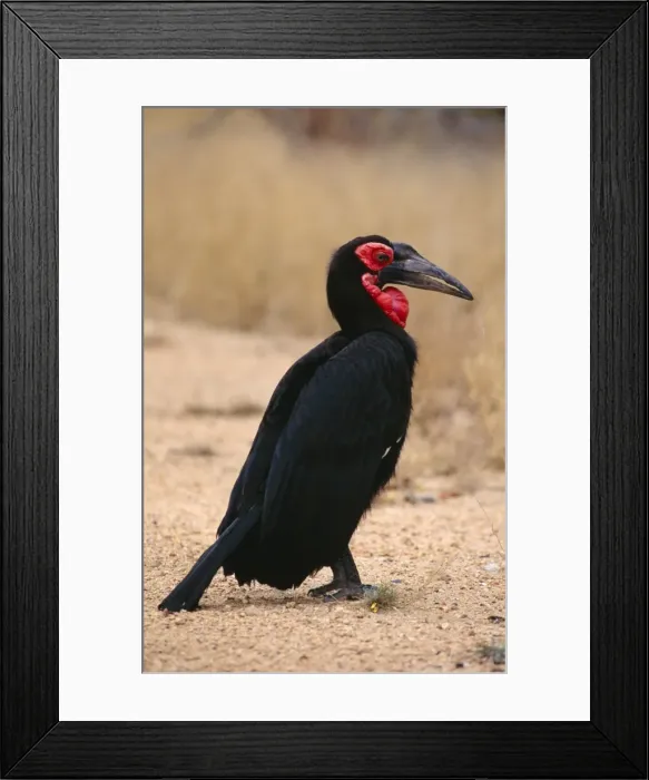 Framed Print : Ground Hornbill Kruger National Park Transvaal, South Africa Framed Print : Ground Hornbill Kruger National Park Transvaal, South Africa