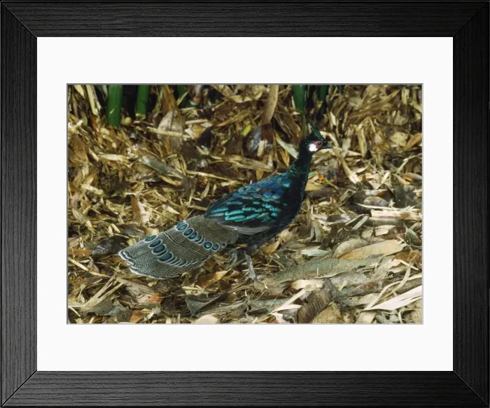 Framed Print : Palawan Peacock Pheasant Palawan Island, Philippines Framed Print : Palawan Peacock Pheasant Palawan Island, Philippines