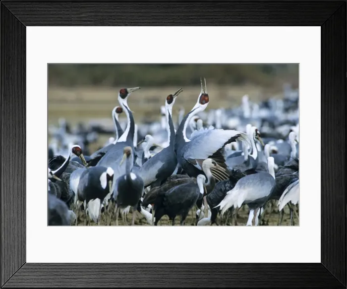 Framed Print : White-naped Crane - wintering birds Arasaki swamps Kagoshima Pref. Kyushu, Japan Framed Print : White-naped Crane - wintering birds Arasaki swamps Kagoshima Pref. Kyushu, Japan