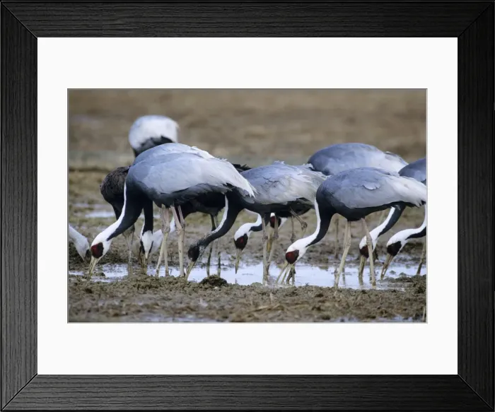 Framed Print : White-naped Crane - wintering birds Arasaki swamps Kagoshima Pref. Kyushu, Japan Framed Print : White-naped Crane - wintering birds Arasaki swamps Kagoshima Pref. Kyushu, Japan