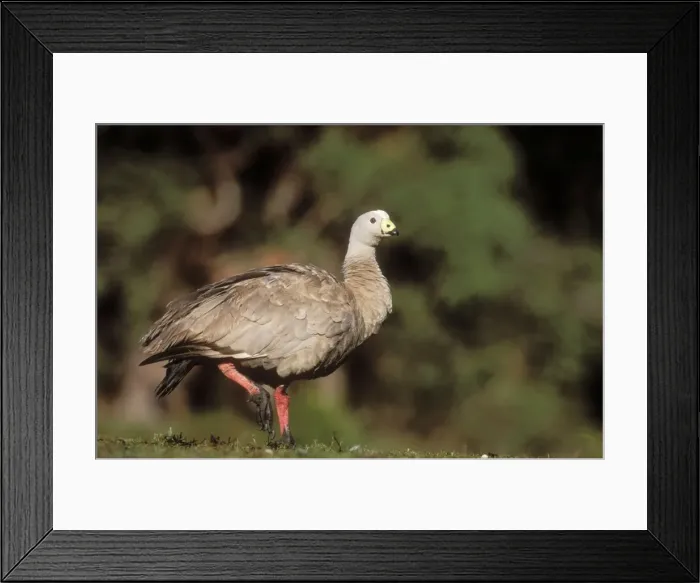 Framed Print : Cape Barren Goose Flinders Chase National Park, Kangaroo Island, South Australia Framed Print : Cape Barren Goose Flinders Chase National Park, Kangaroo Island, South Australia