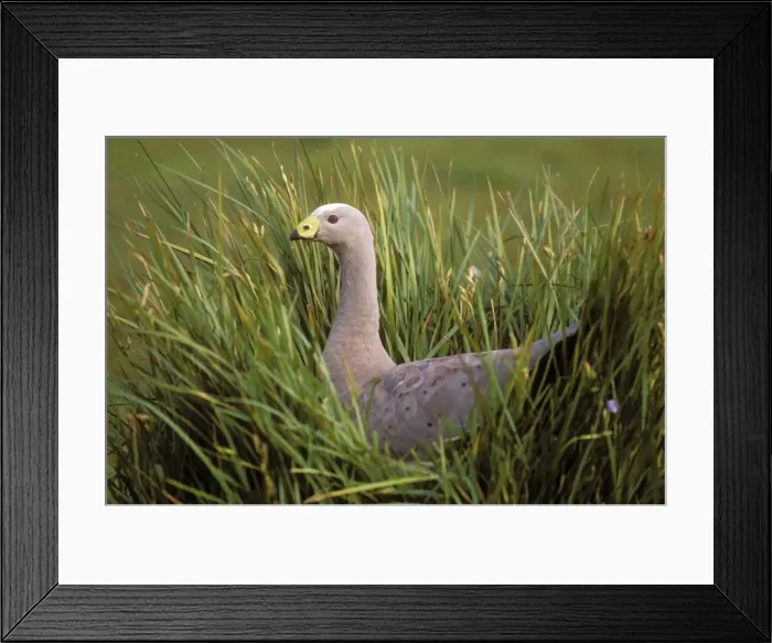 Framed Print : Cape Barren Goose Flinders Chase National Park, Kangaroo Island, South Australia Framed Print : Cape Barren Goose Flinders Chase National Park, Kangaroo Island, South Australia