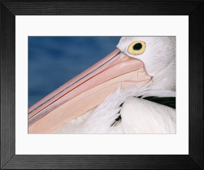 Framed Print : Australian Pelican Kangaroo Island, South Australia Framed Print : Australian Pelican Kangaroo Island, South Australia