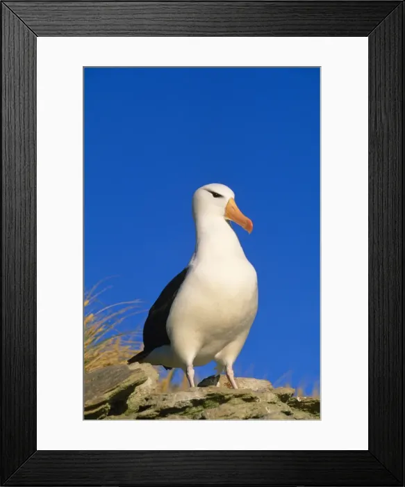 Framed Print : Black-headed Albatross Falkland Islands Framed Print : Black-headed Albatross Falkland Islands