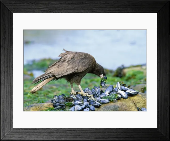Framed Print : Striated Caracara (Johnny Rook) - feeding on mussels Framed Print : Striated Caracara (Johnny Rook) - feeding on mussels
