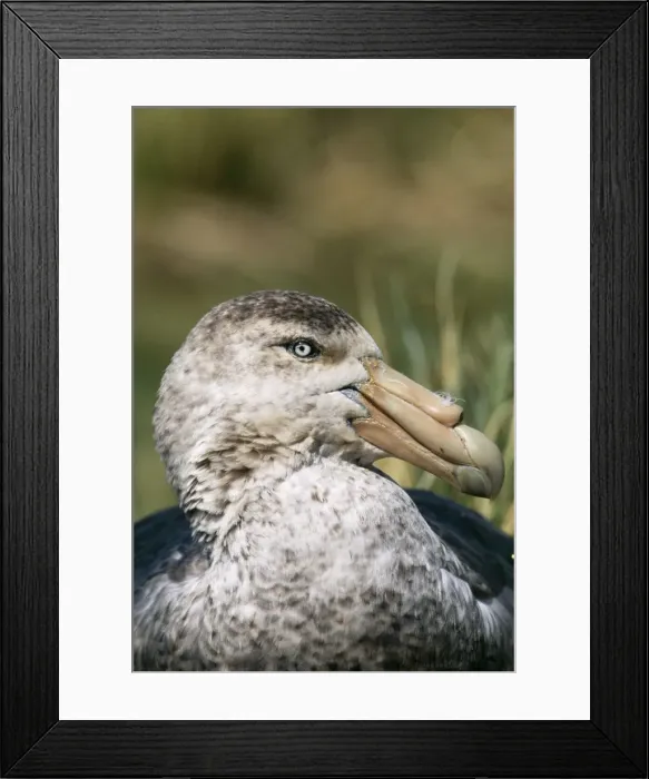 Framed Print : Southern Giant Petrel (Green bill tip) South Georgia Framed Print : Southern Giant Petrel (Green bill tip) South Georgia