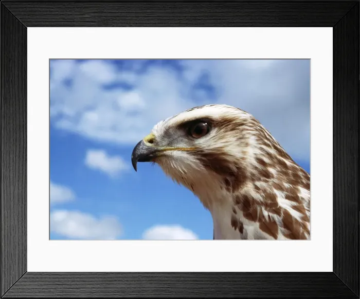 Framed Print : Buzzard. JPF-1193. Common / European Buzzard - head Framed Print : Buzzard. JPF-1193. Common / European Buzzard - head