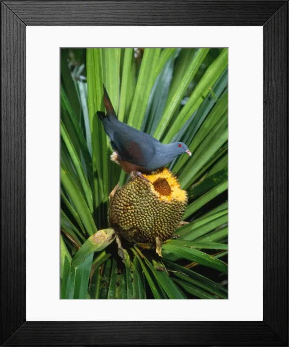 Framed Print : Giant / Notu Pigeon - feeding on Pandanus fruit. Endemic New Caledonia Framed Print : Giant / Notu Pigeon - feeding on Pandanus fruit. Endemic New Caledonia