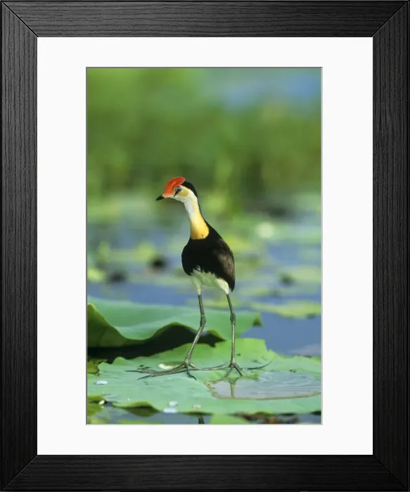 Framed Print : Comb-crested Jacanna Kakadu National Park, Northern Territory, Australia Framed Print : Comb-crested Jacanna Kakadu National Park, Northern Territory, Australia