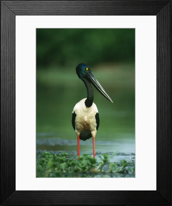 Framed Print : Black-necked Stork / Jabiru Fishing, Kakadu National Park, Northern Territory, Australia Framed Print : Black-necked Stork / Jabiru Fishing, Kakadu National Park, Northern Territory, Australia