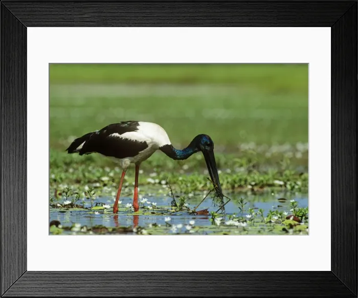 Framed Print : Black-necked Stork / Jaribu - male Kakadu National Park, Northern Territory, Australia Framed Print : Black-necked Stork / Jaribu - male Kakadu National Park, Northern Territory, Australia