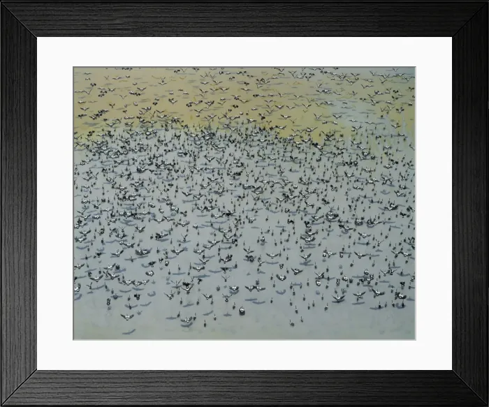 Framed Print : Magpie Geese - flock, south Alligator floodplains at the end of the dry season (October). Kakadu National Park, N. T. Australia Framed Print : Magpie Geese - flock, south Alligator floodplains at the end of the dry season (October). Kakadu National Park, N. T. Australia