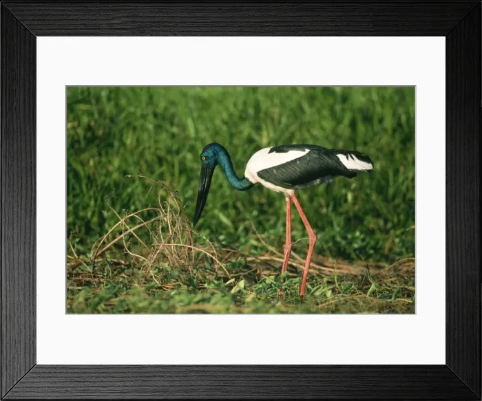 Framed Print : Black-necked Stork / Jabiru Kakadu National Park, N. T. Australia Framed Print : Black-necked Stork / Jabiru Kakadu National Park, N. T. Australia