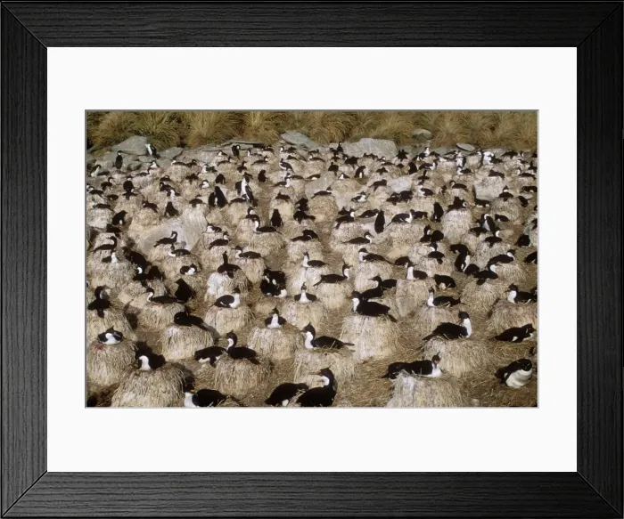Framed Print : King Cormorant Albatross breeding colony New Island Falkland Islands Framed Print : King Cormorant Albatross breeding colony New Island Falkland Islands