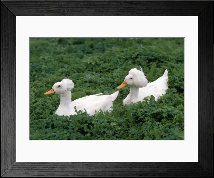 Framed Print : Crested Duck - domestic