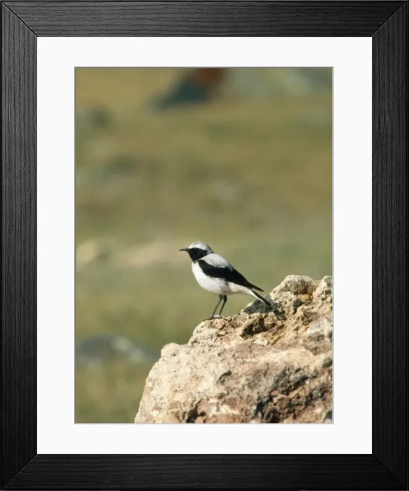 Framed Print : Pied Wheatear Framed Print : Pied Wheatear