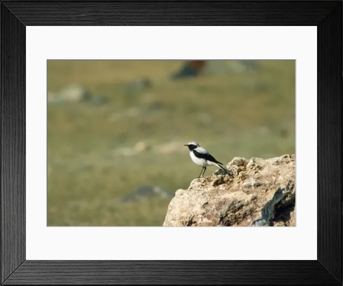 Framed Print : Pied Wheatear Framed Print : Pied Wheatear